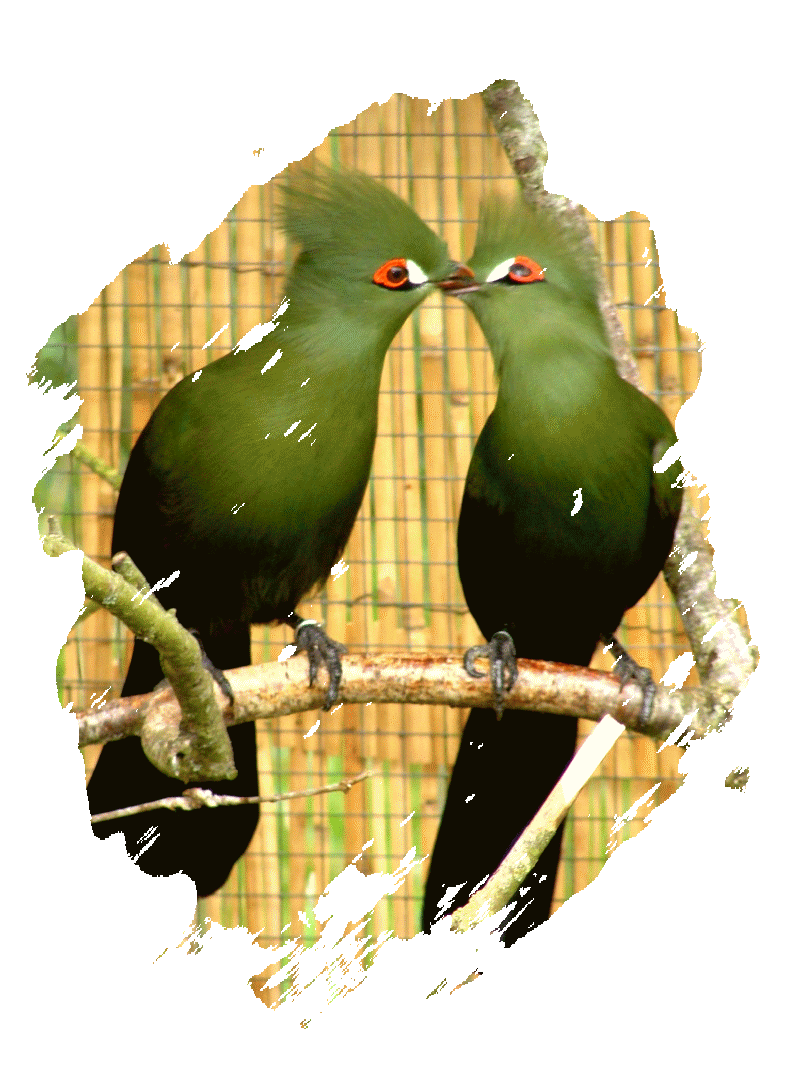 Image is not available